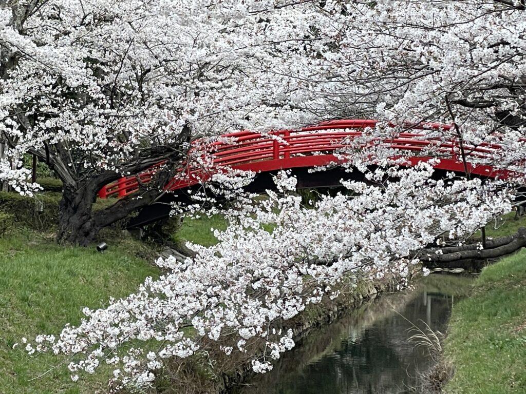 須賀川,桜